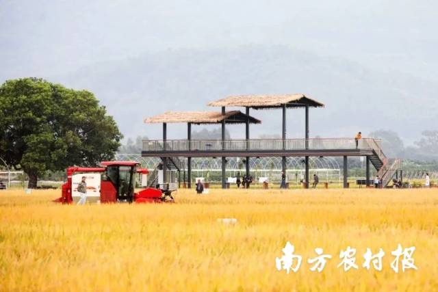 位于增城区的丝苗米省级现代农业产业园
