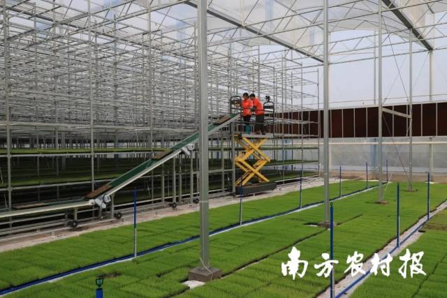 位于朱村街的广东丝苗米全产业链示范区水稻育秧工厂
